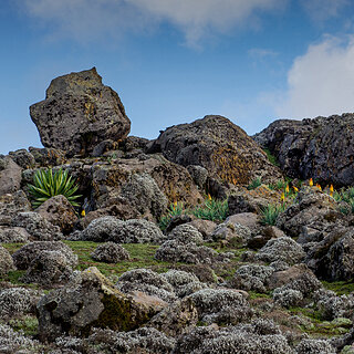 Bale Mountains - Sanetti Plateau